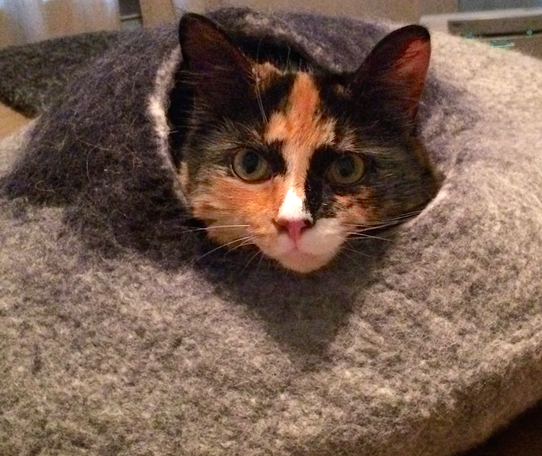 https://www.askamanager.org/wp-content/uploads/2014/08/Olive-in-cat-cave.png