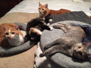 4 cats