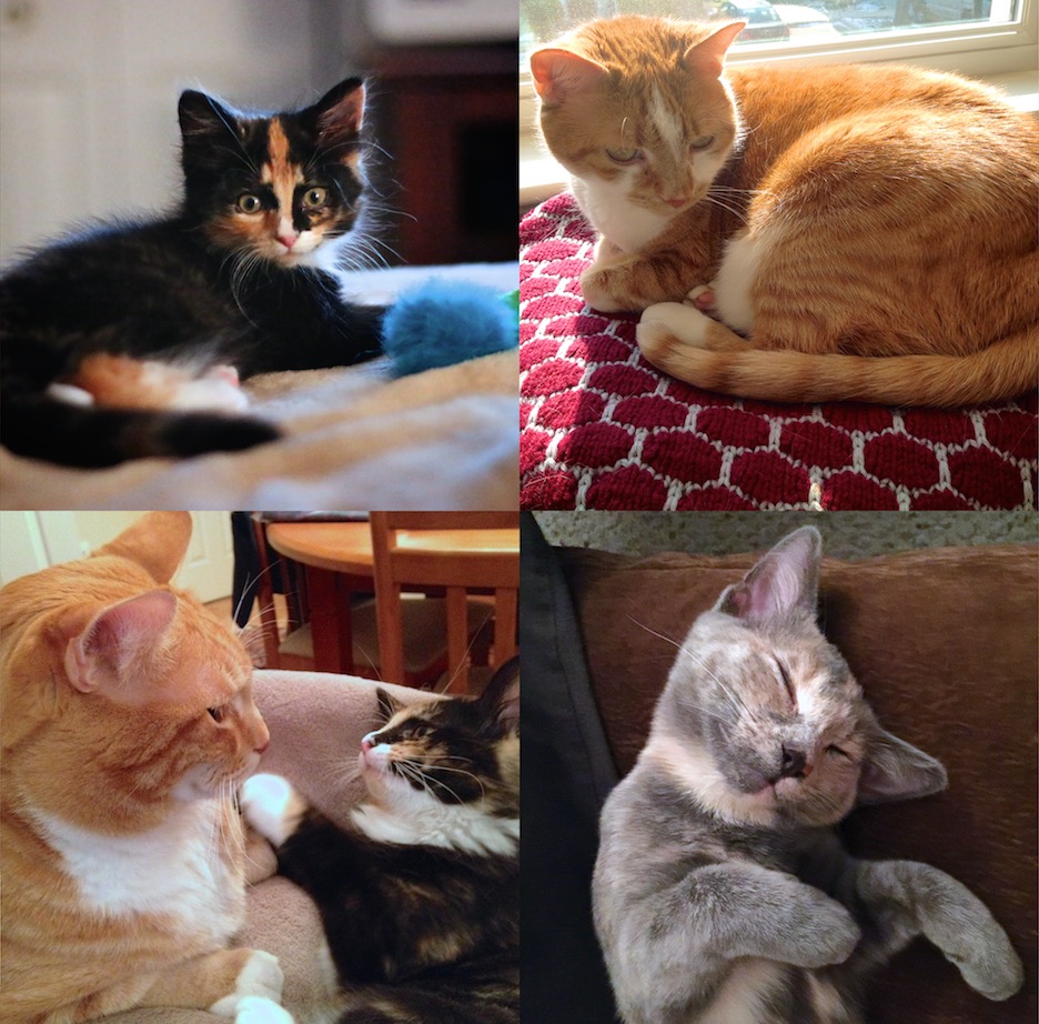 https://www.askamanager.org/wp-content/uploads/2017/01/cat-squares.jpg