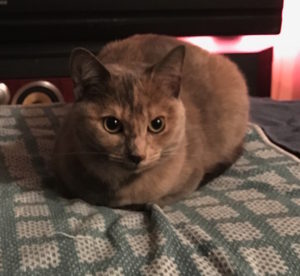 Eve as loaf