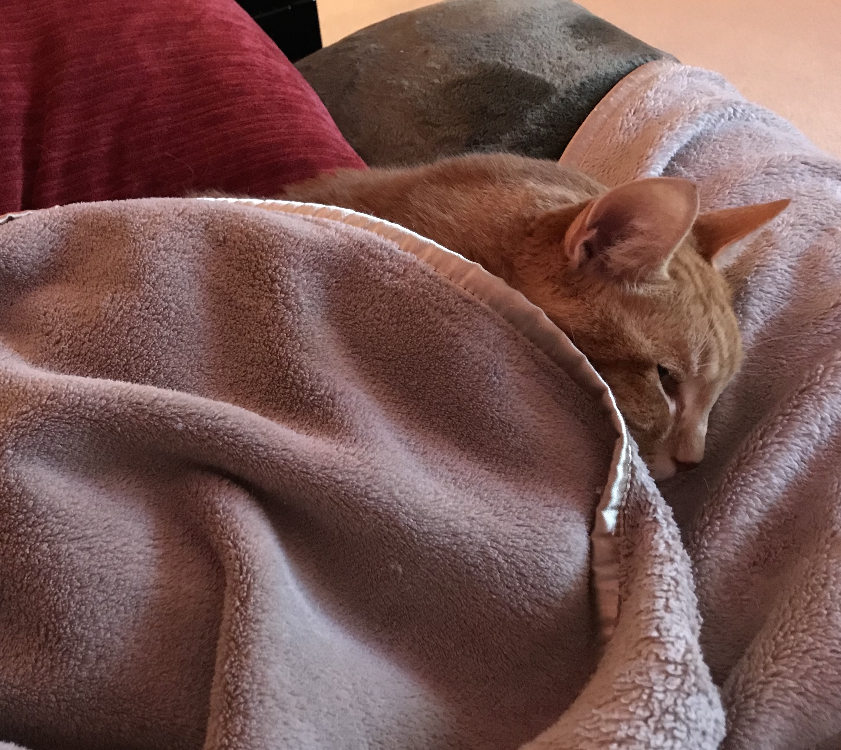 https://www.askamanager.org/wp-content/uploads/2018/01/Sam-under-blanket.jpeg