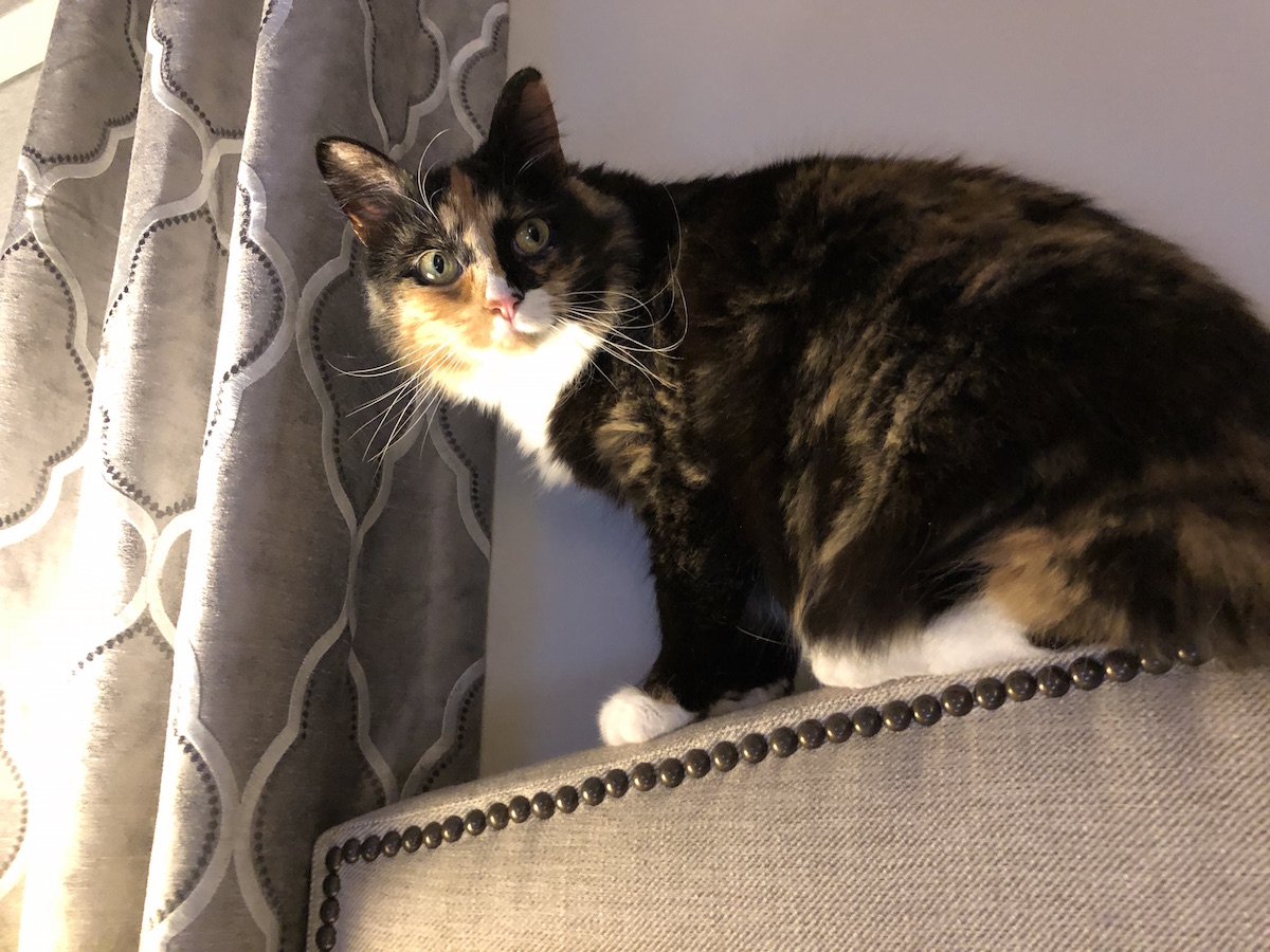 https://www.askamanager.org/wp-content/uploads/2018/02/Olive-on-headboard.jpg
