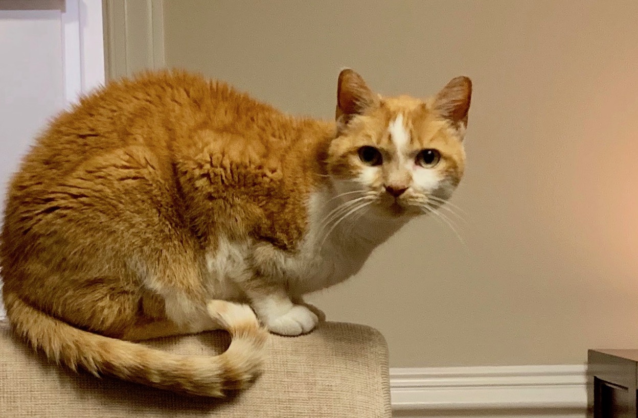 https://www.askamanager.org/wp-content/uploads/2019/01/Lucy-on-chair.jpeg