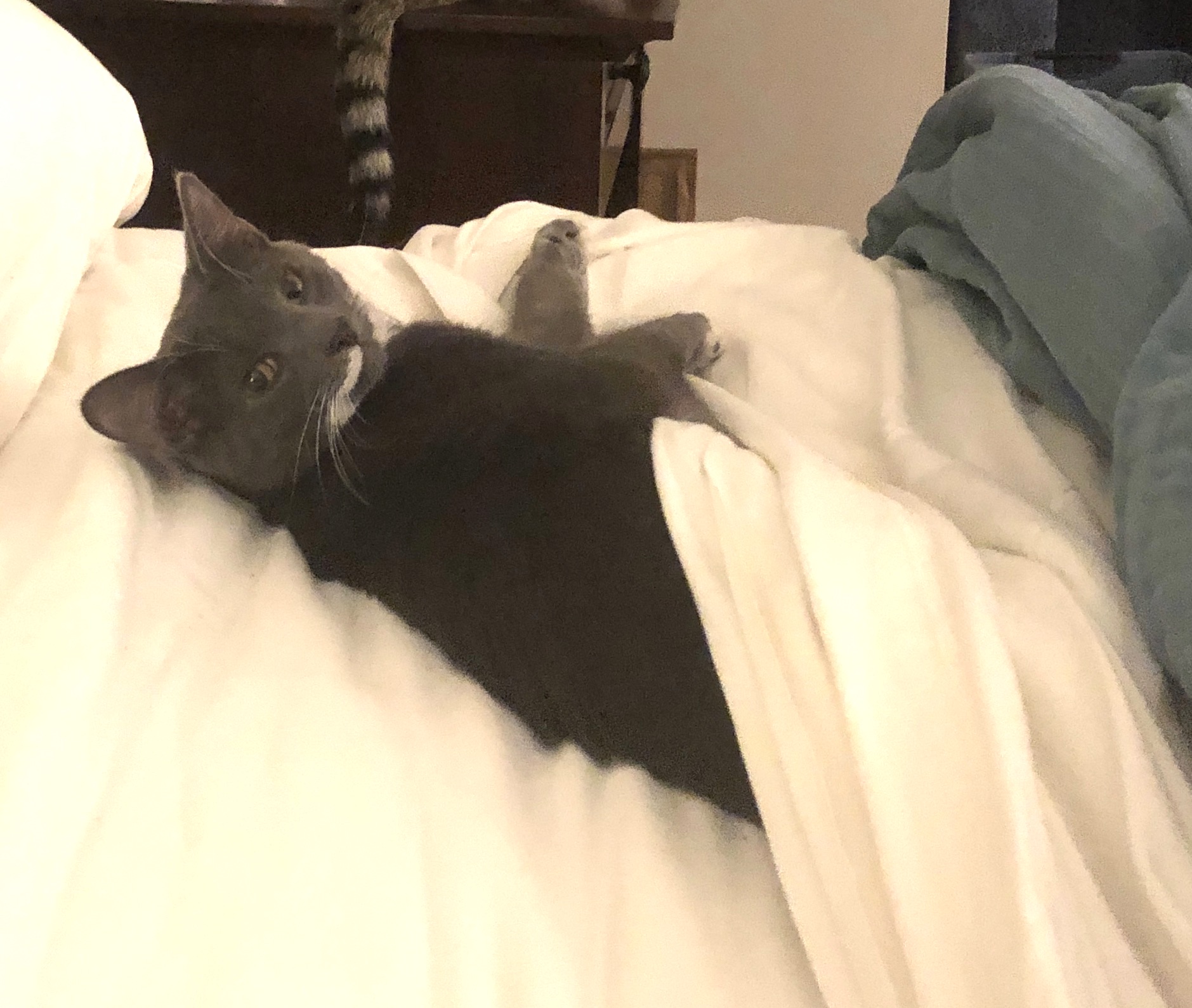 https://www.askamanager.org/wp-content/uploads/2019/03/Wallace-in-bed.jpg