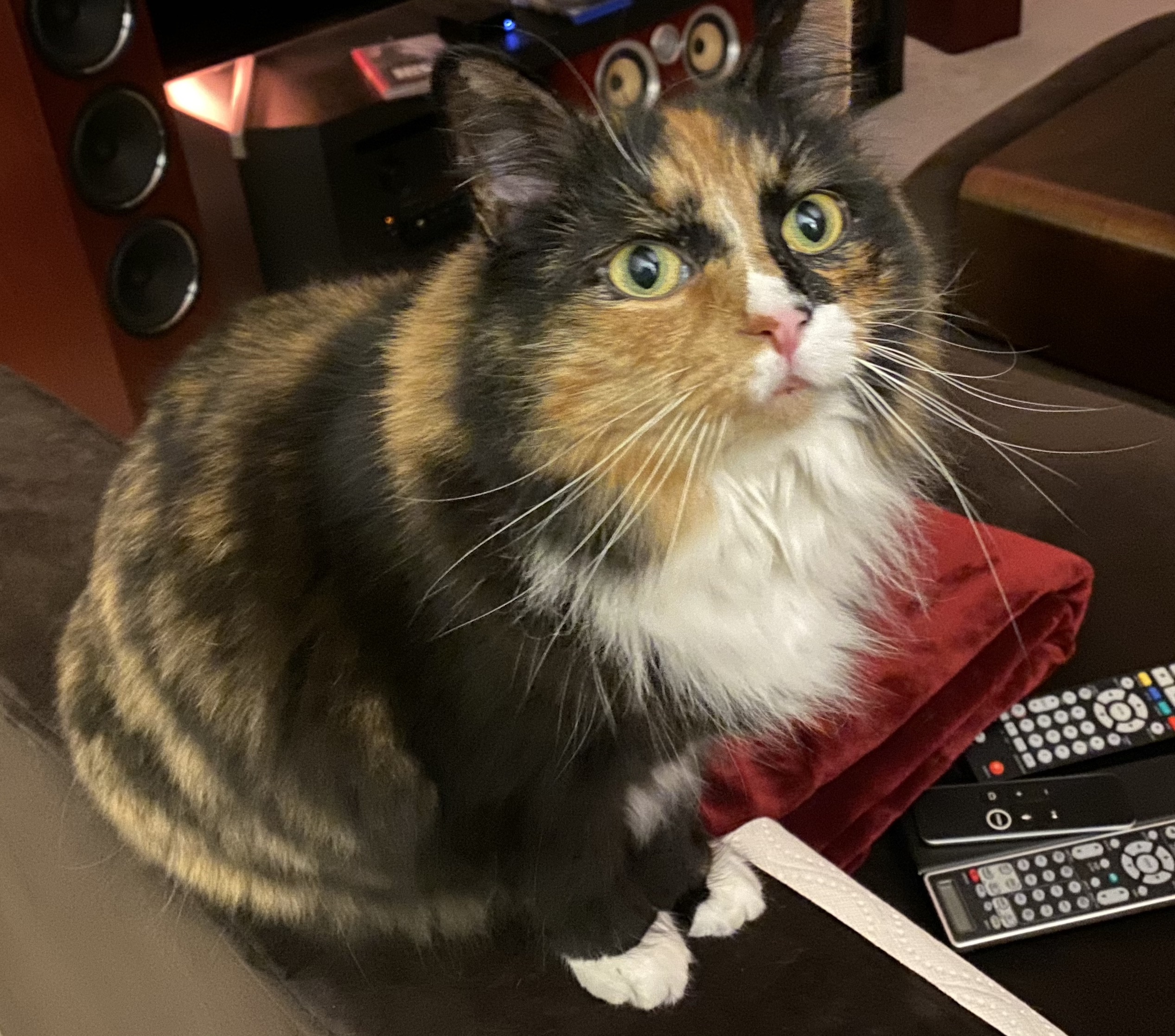 https://www.askamanager.org/wp-content/uploads/2019/11/Olive-wants-something.jpg