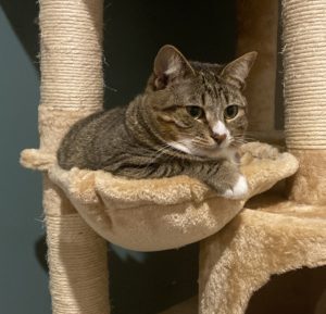 a cat in a hammock in a cat tree