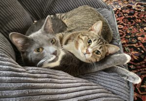 cats named Wallace and Sophie cuddle together in a chair