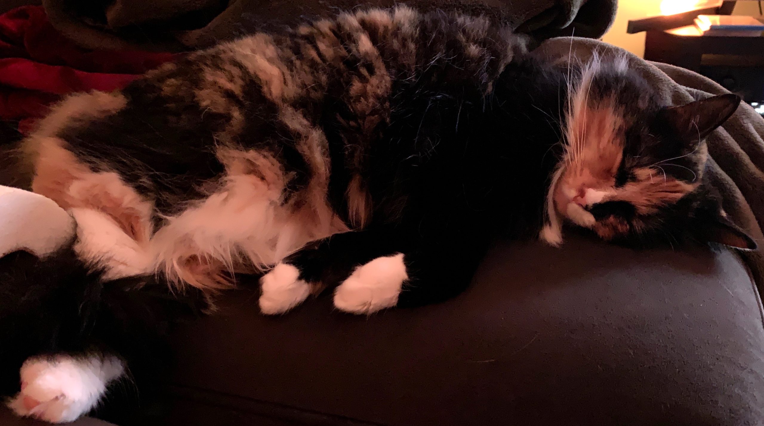 https://www.askamanager.org/wp-content/uploads/2019/12/Olive-sleeps-scaled.jpeg