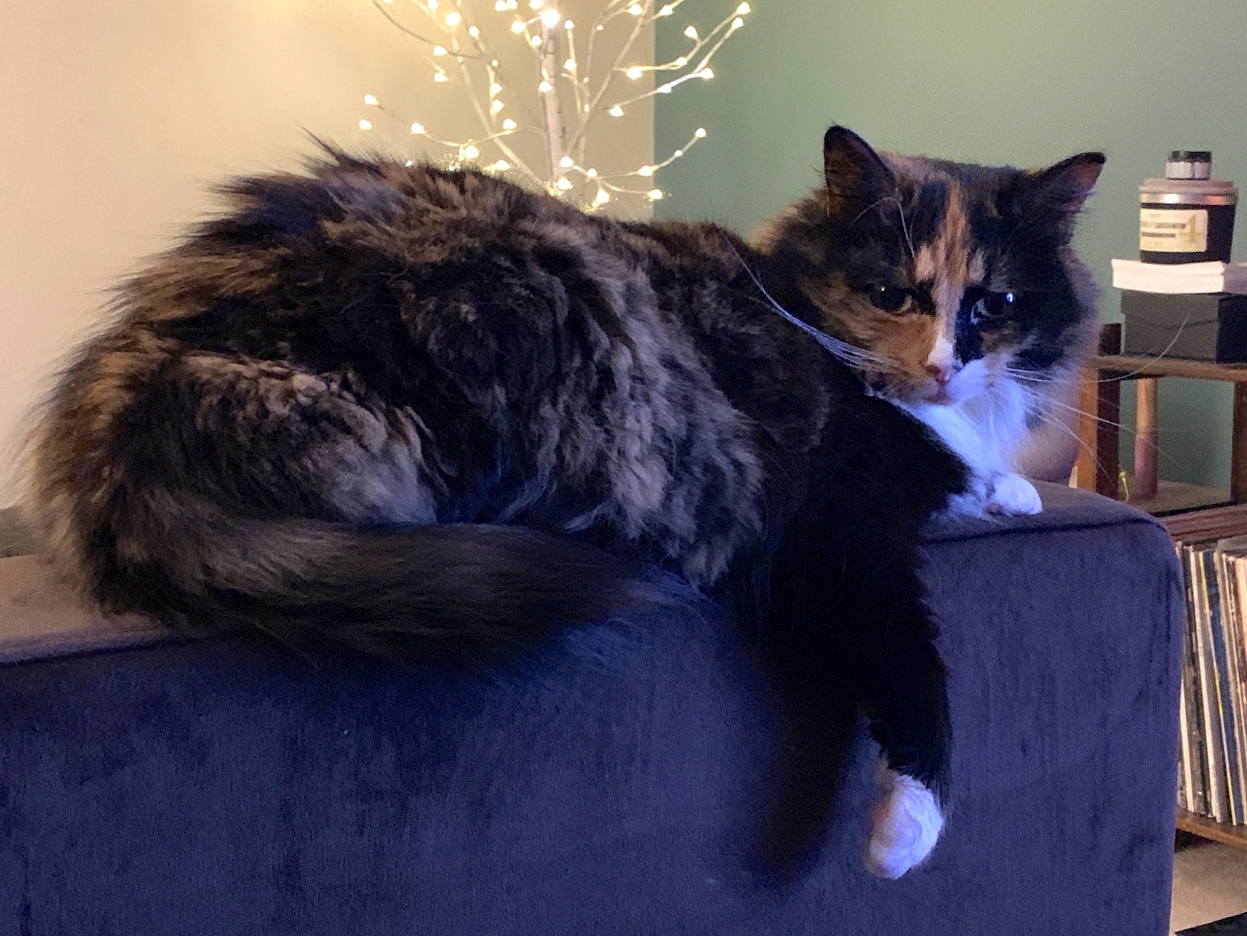 https://www.askamanager.org/wp-content/uploads/2020/10/Olive-on-couch.jpeg