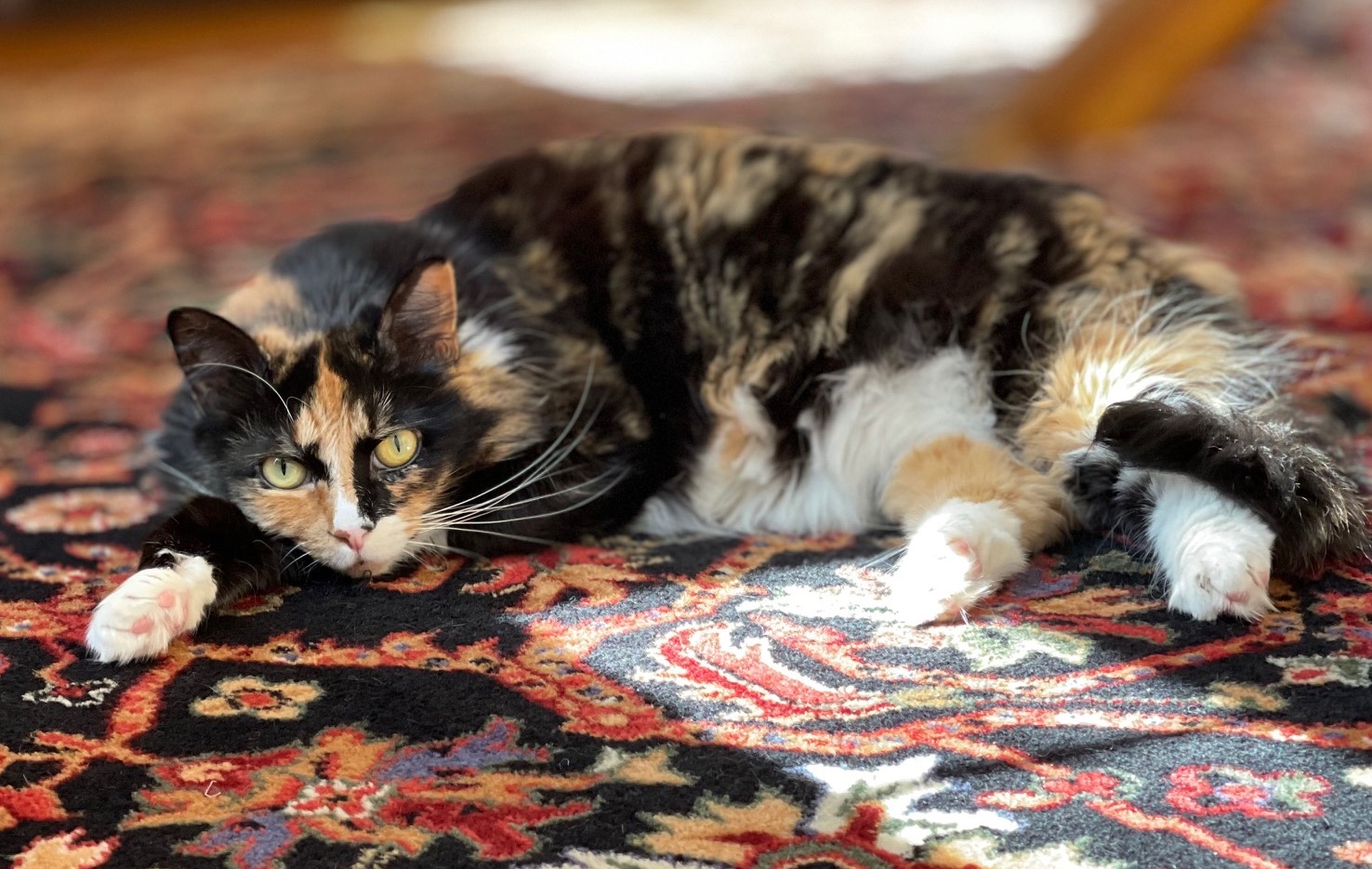 https://www.askamanager.org/wp-content/uploads/2021/04/Olive-on-rug.jpg