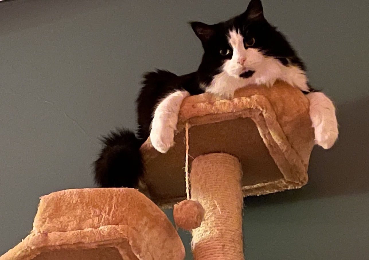 https://www.askamanager.org/wp-content/uploads/2021/07/Hank-cat-tree.jpeg