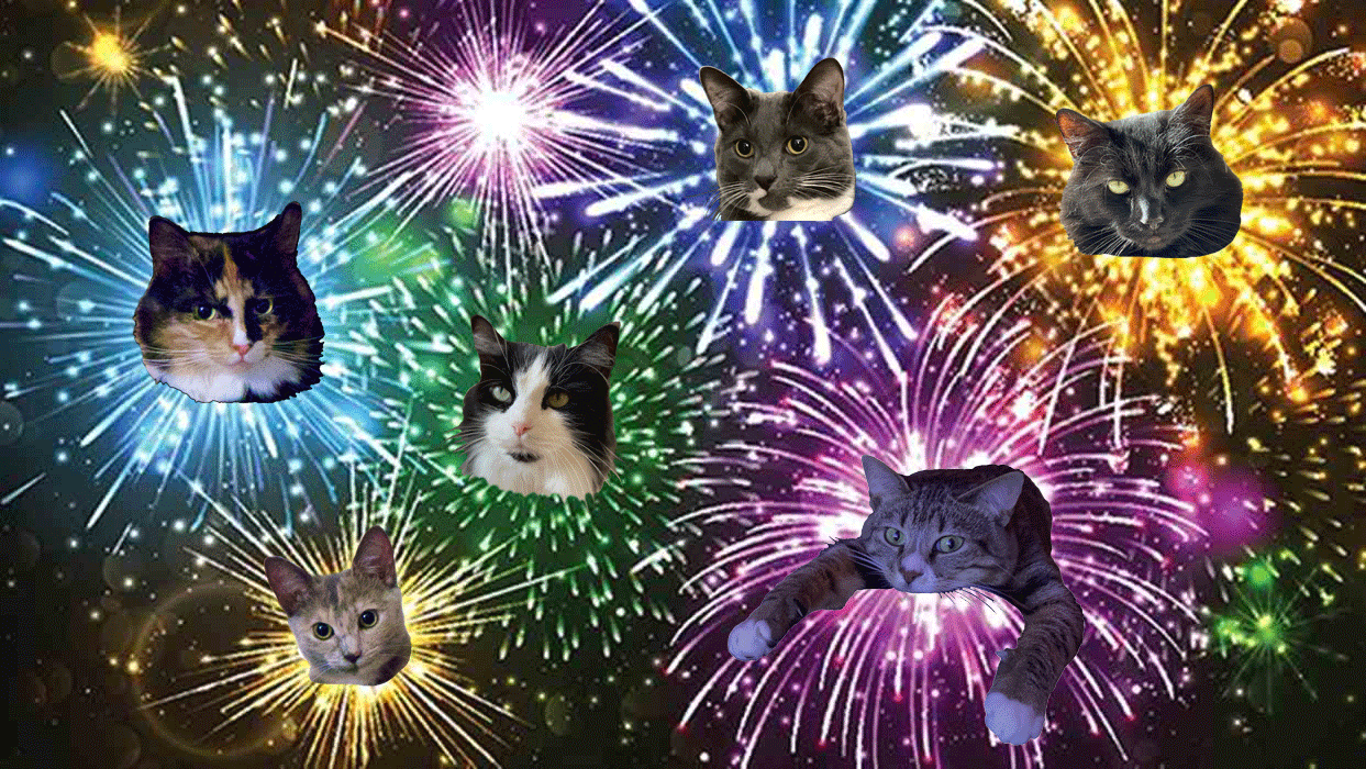 https://www.askamanager.org/wp-content/uploads/2021/07/fireworks-cats.gif