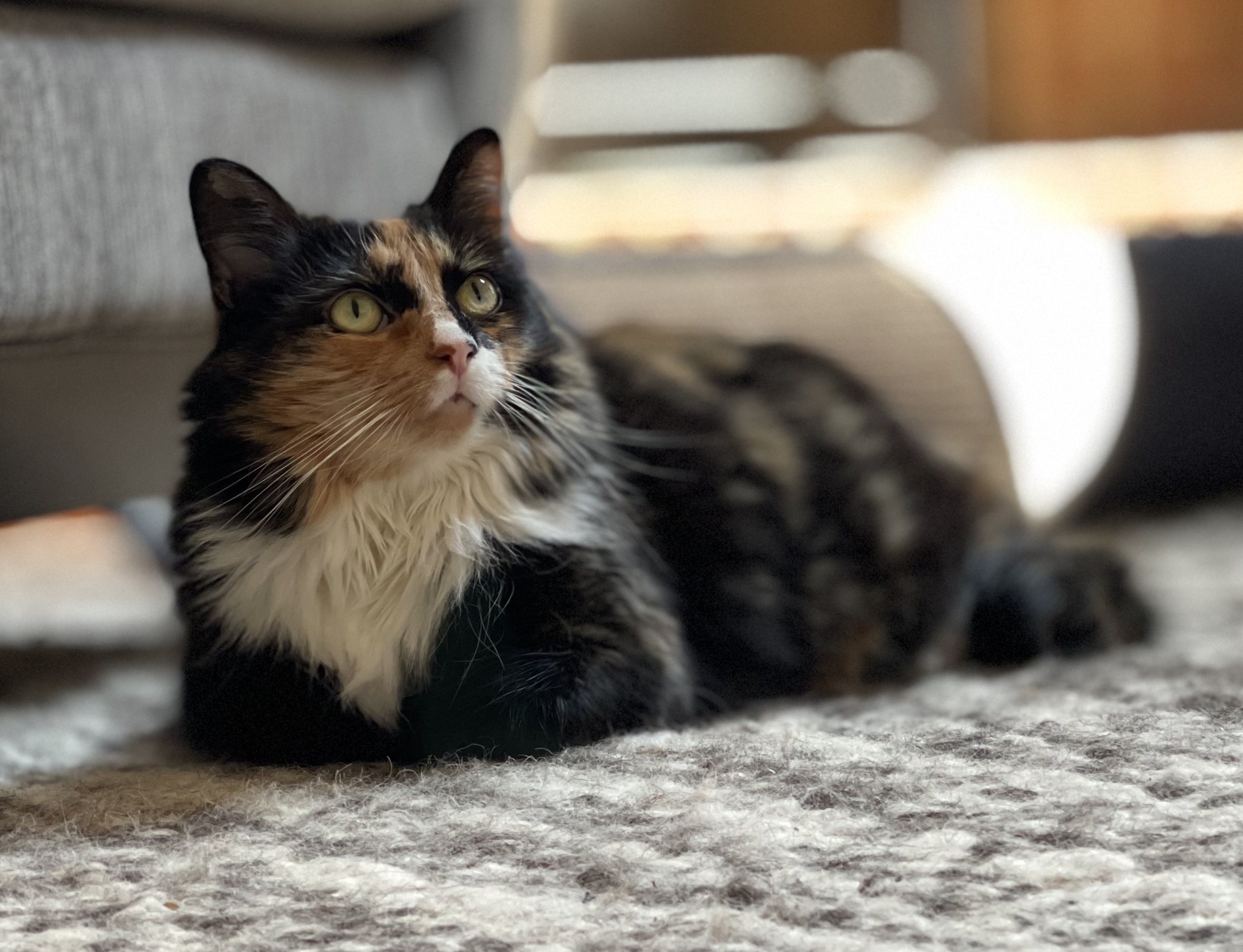 https://www.askamanager.org/wp-content/uploads/2021/09/Olive-on-rug.jpeg