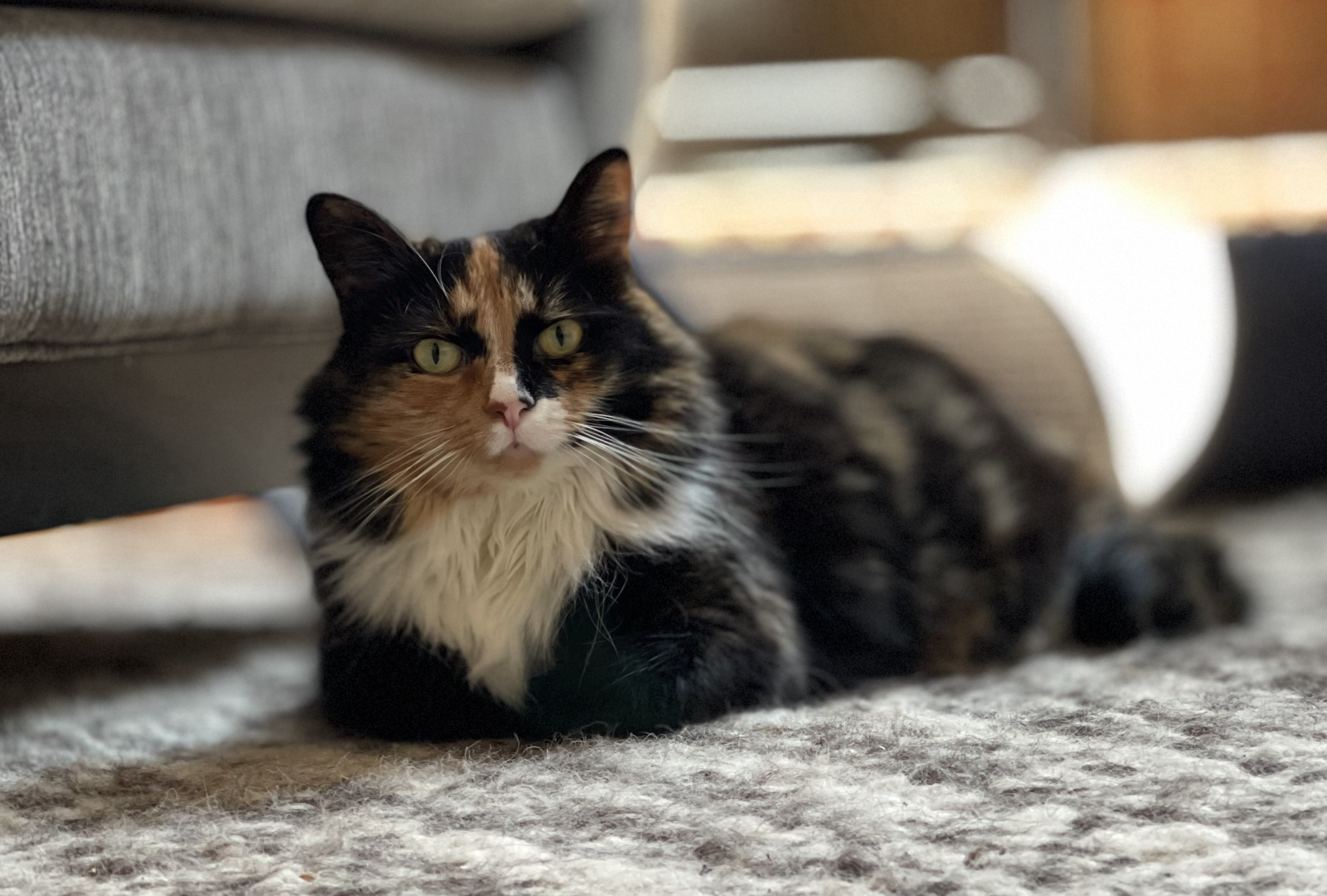 https://www.askamanager.org/wp-content/uploads/2021/12/Olive-on-rug.jpeg