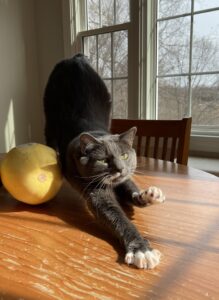 a grey cat with a squash