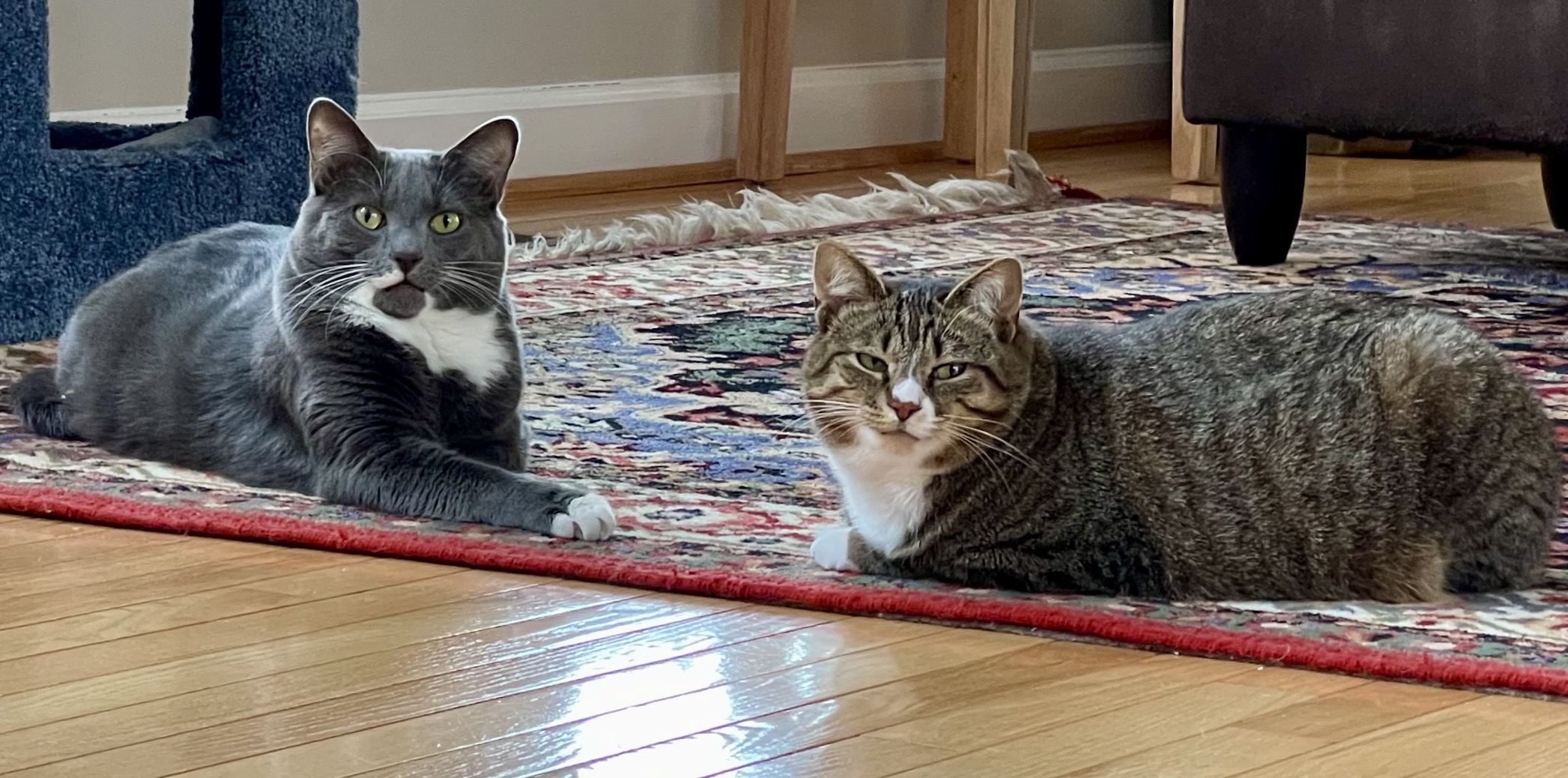 I've Tried Dozens of Dish Drying Mats, and This Is the Only One That Hasn't  Gotten Grimy