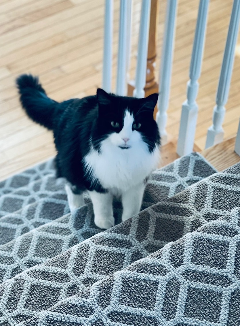 https://www.askamanager.org/wp-content/uploads/2022/06/Hank-on-stairs.jpg