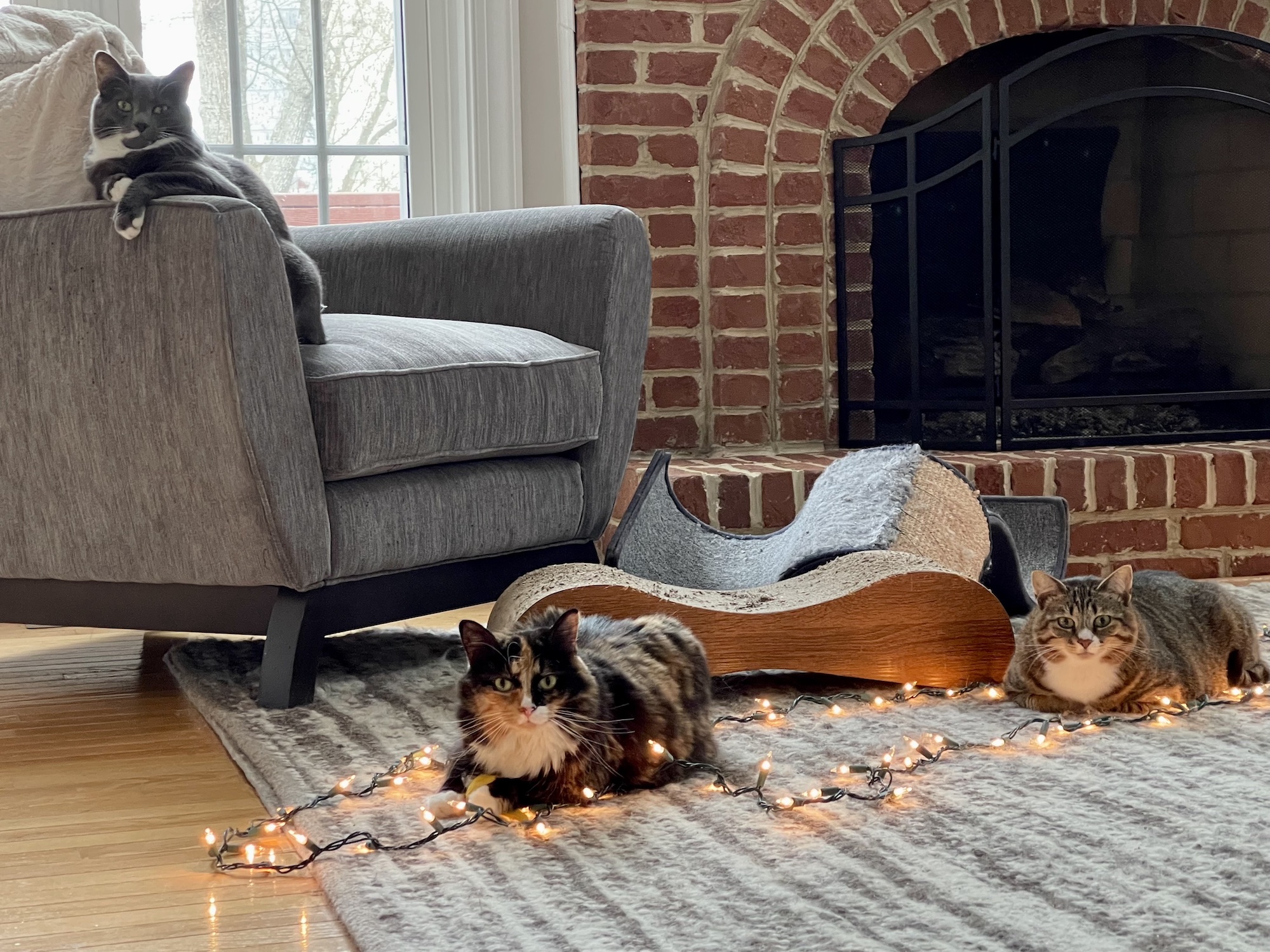 https://www.askamanager.org/wp-content/uploads/2022/12/cats-with-lights.jpg