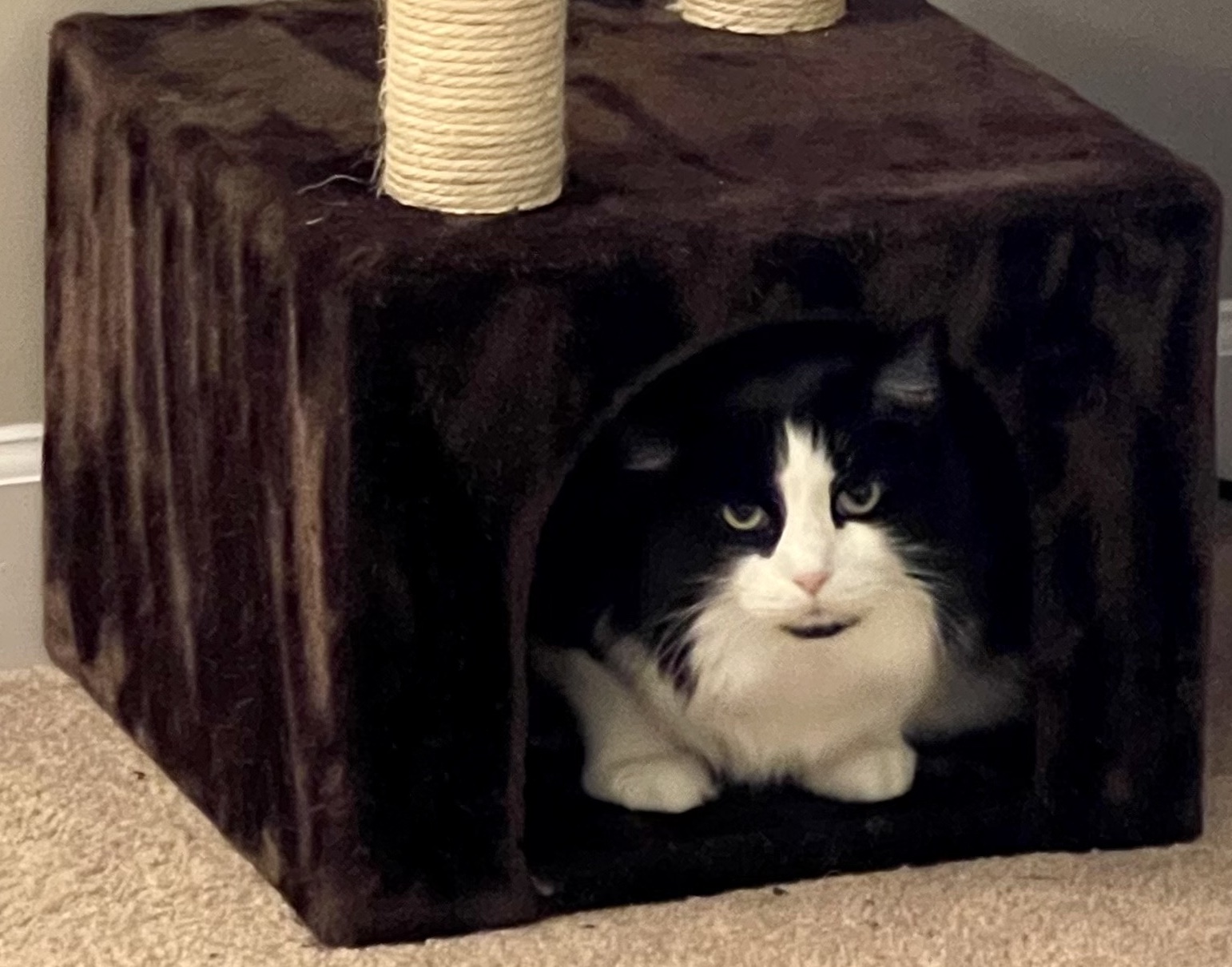 Busted, funny humorous large original photograph of a bad cat wearing  vintage dress and sweater posing for her mug shot at the Cat-town Jail