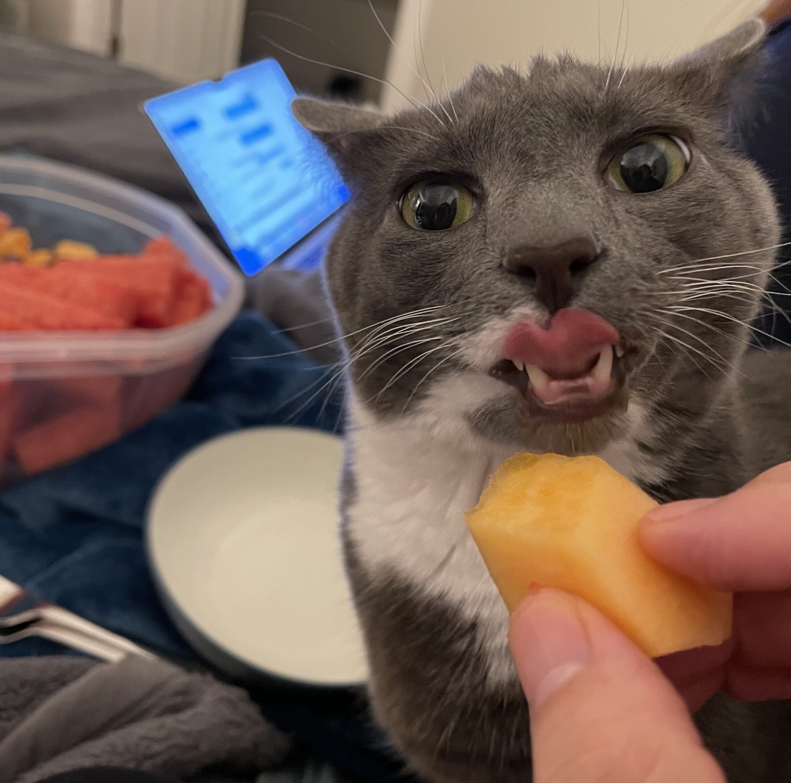 Can Cats Eat Jicama? Discover the Surprising Truth.